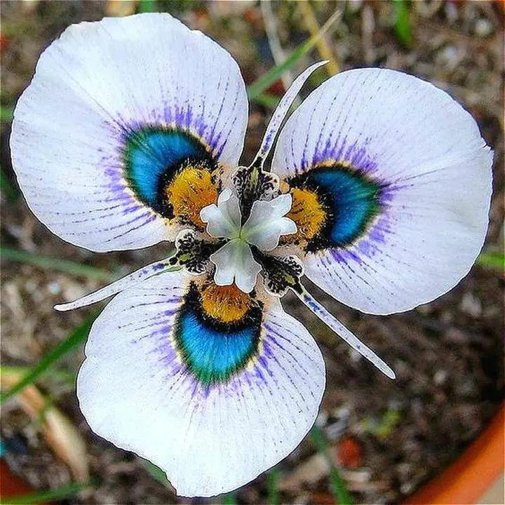Butterfly Orchid Seeds for Planting - NON GMO Seeds Dhara Seeds