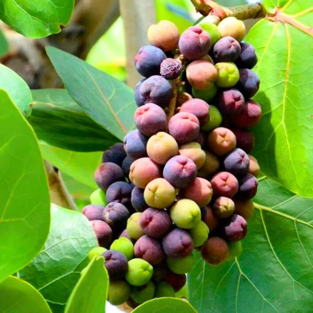 Seagrapes Fruit Seeds for Growing Unique and Exotic Coastal Fruits