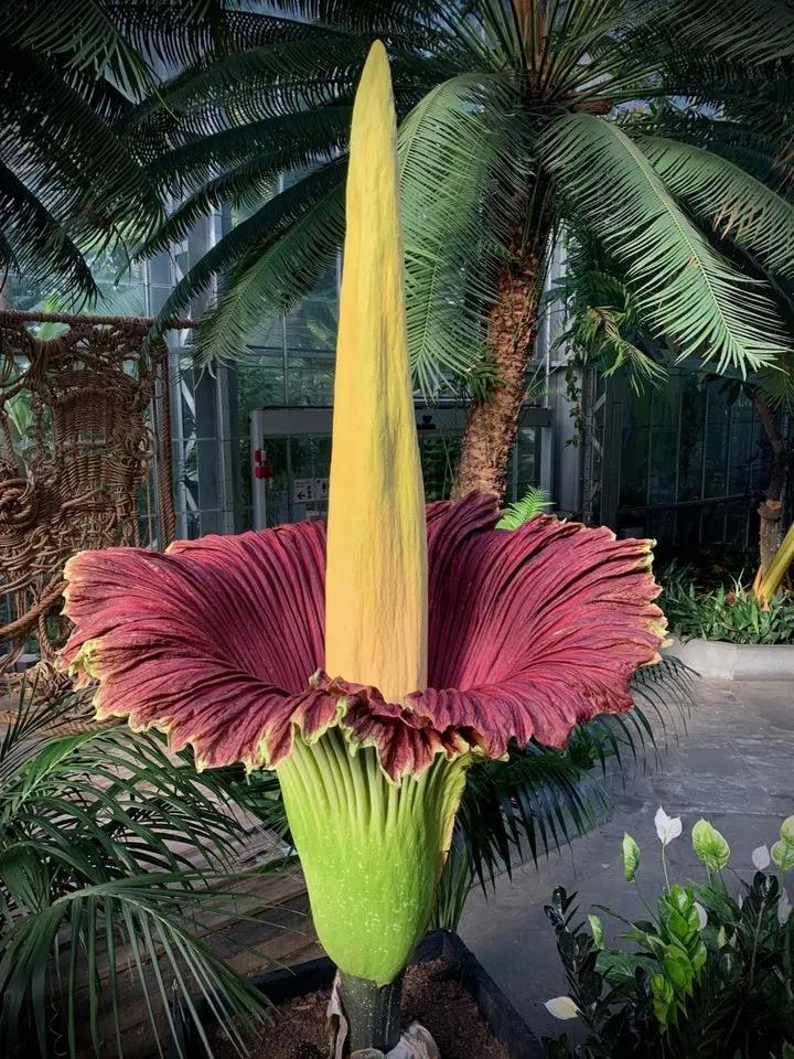 Heirloom Non-GMO Amorphophallus Flower Seeds for Rare and Exotic Garden Planting Dhara Seeds