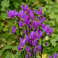 Dodecatheon amethystinum Amethyst Shooting Star flower seeds for wild gardens