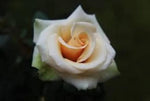 Cream Dragon Rose Plant Seeds for Planting Non-GMO Heirloom Garden Seeds for Your Garden Dhara Seeds