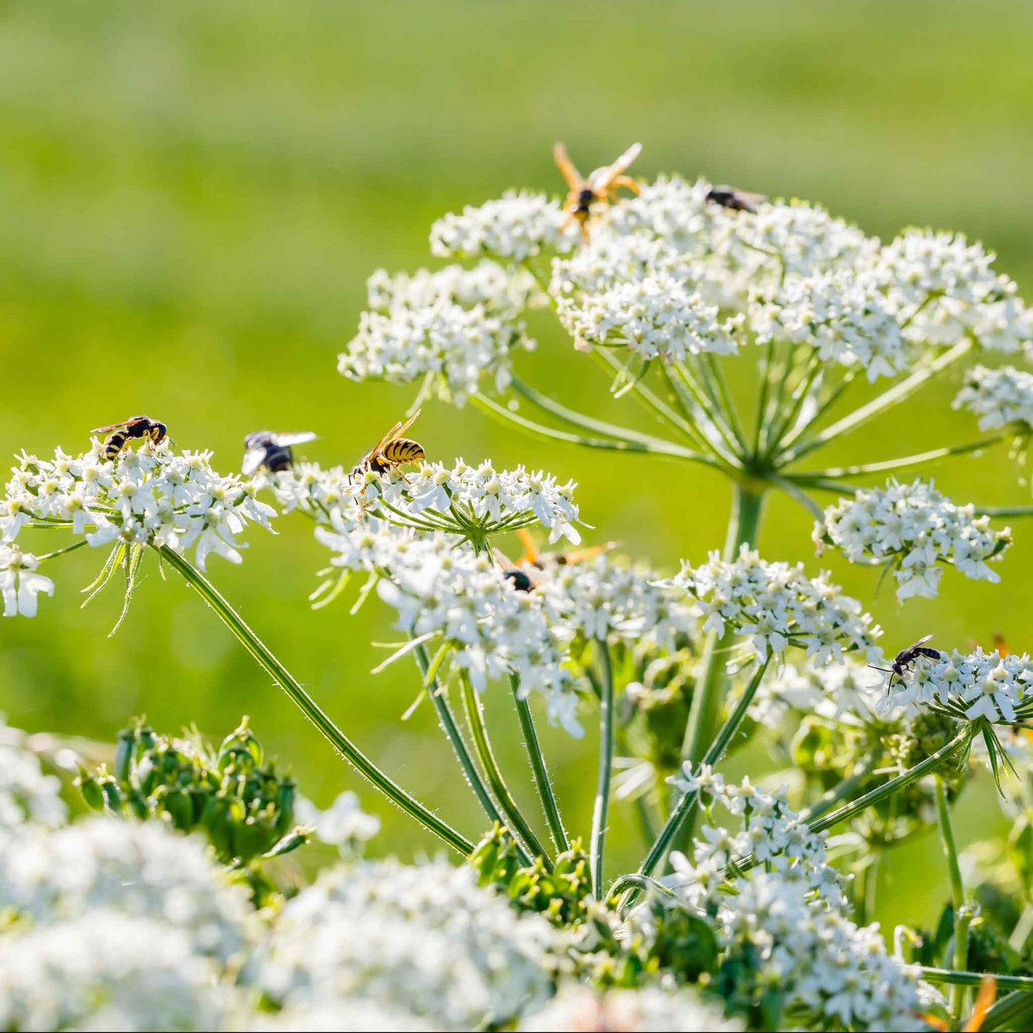 Caraway Seeds