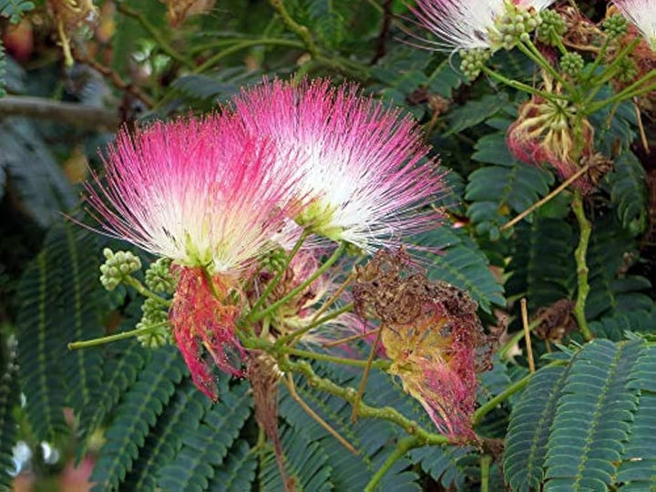 Pink Julibrissin Plant Seeds for Planting - 100