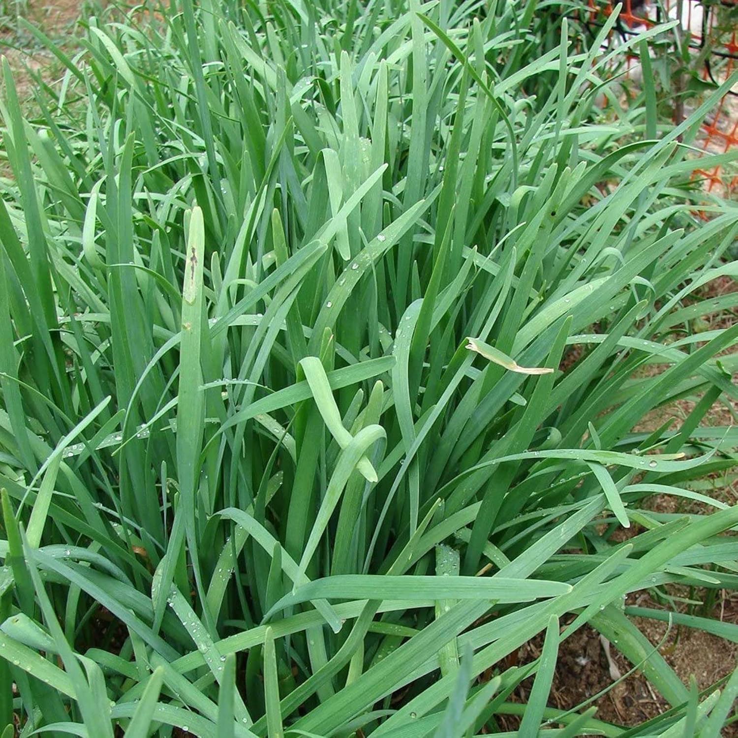 Geisha Garlic Chives Seeds