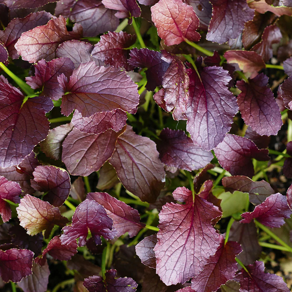 Mizuna Red Flash (F1) Microgreen Seed