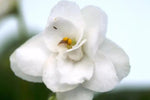 White Saintpaulia Seeds for Planting - 100 Dhara Seeds