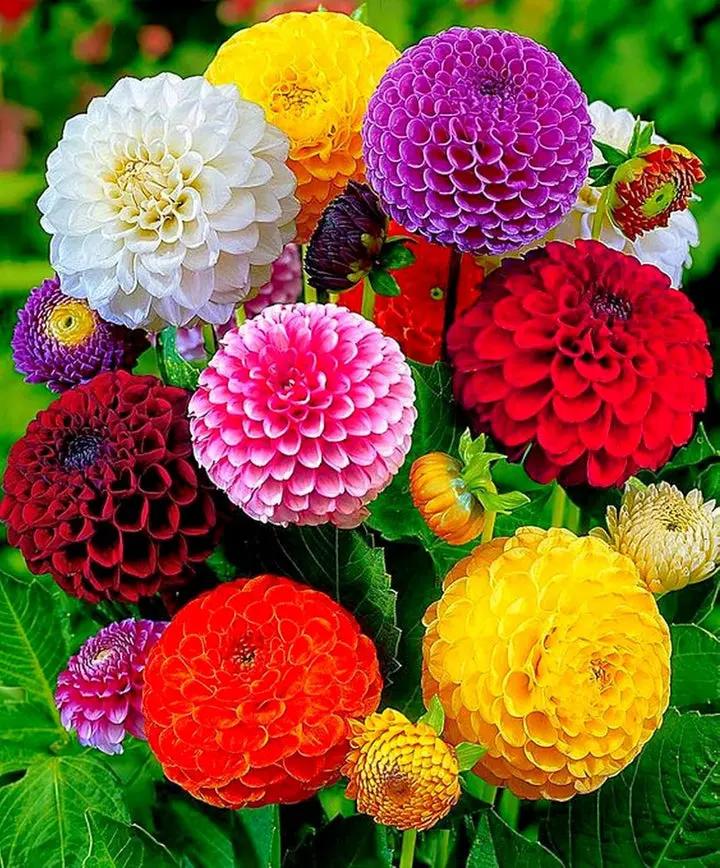Dahlia Flower Seeds – Heirloom, Non-GMO Seeds for Planting Colorful Garden Blooms Dhara Seeds
