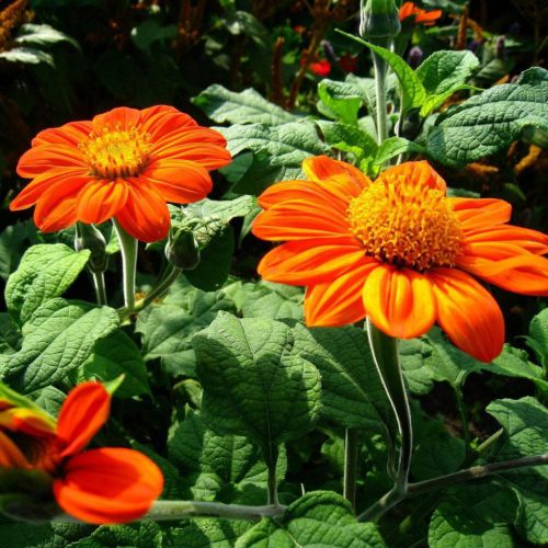 Orange Tithonia Speciosa Flower Seeds for Planting, 100