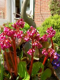 Red Bergenia Cordifolia Flower Seeds for Planting - 100