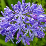 Blue Agapanthus Seeds for Planting - NON GMO Seeds Dhara Seeds