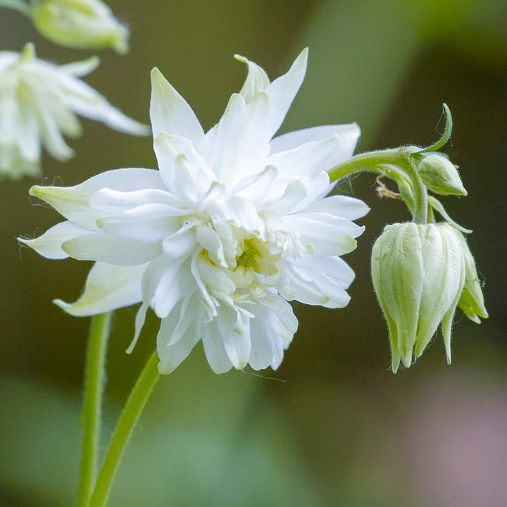 Aquilegia Lace Flower Seeds for Planting - 100