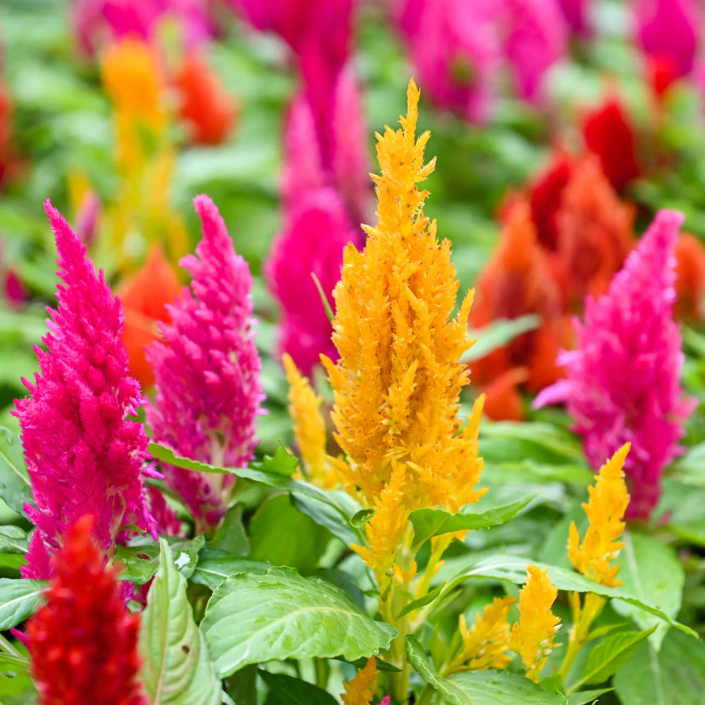 Celosia Seeds - Mixed Pampas Plume