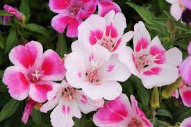Pink White Clarkia Flower Seeds for Planting - 100