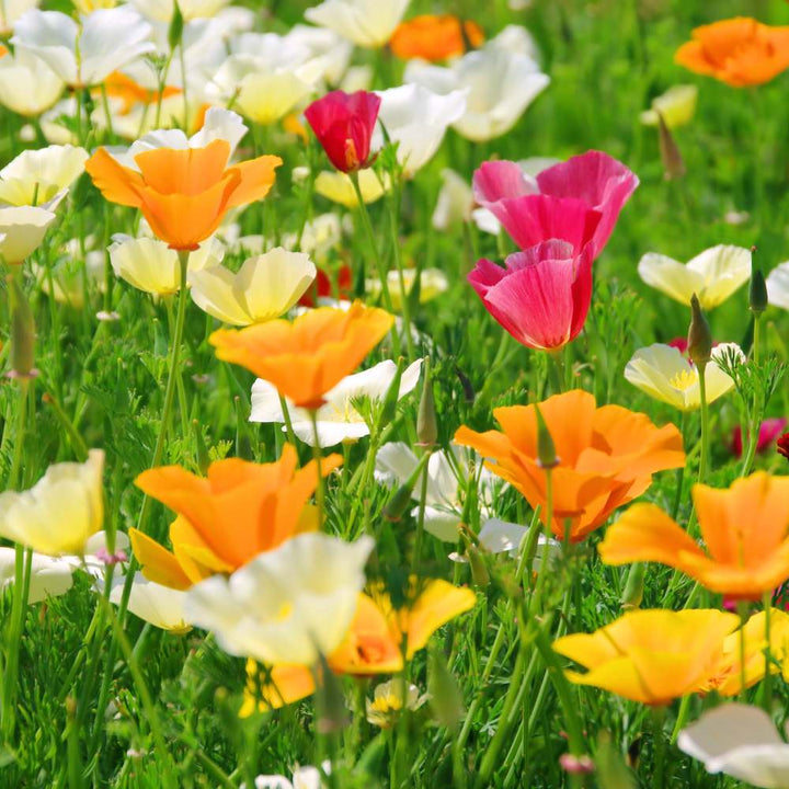 Eschscholzia Flower Seeds for Planting - 100
