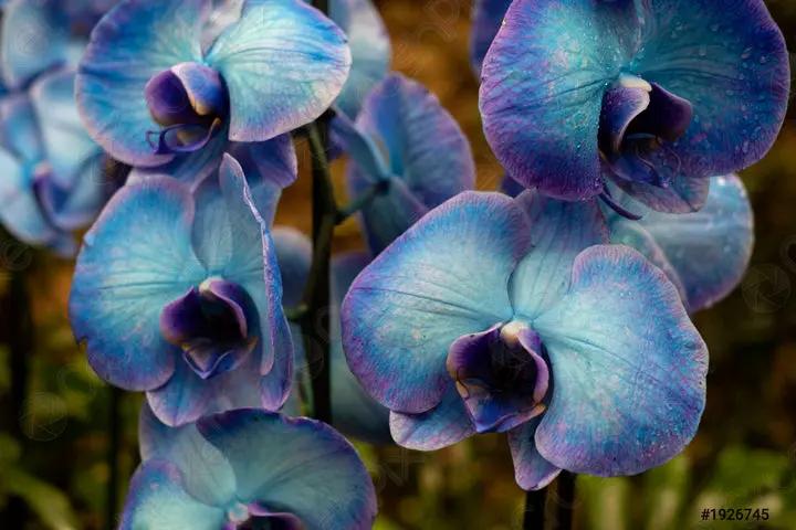 Samen Orchidee Seeds for Planting - 100 Dhara Seeds