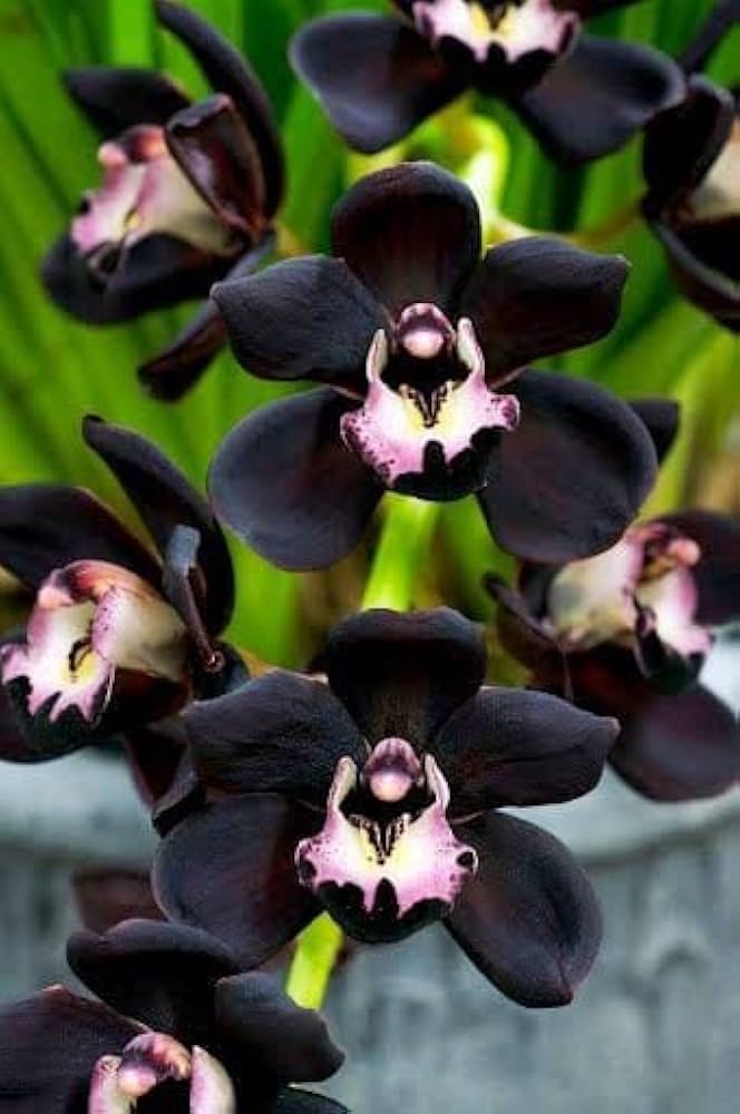 Dark Khaki Orchid Perennial Flower Seeds for Balcony & Garden