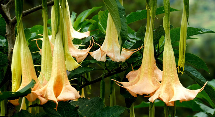 Engelstrompete Flower Seeds for Planting - 100
