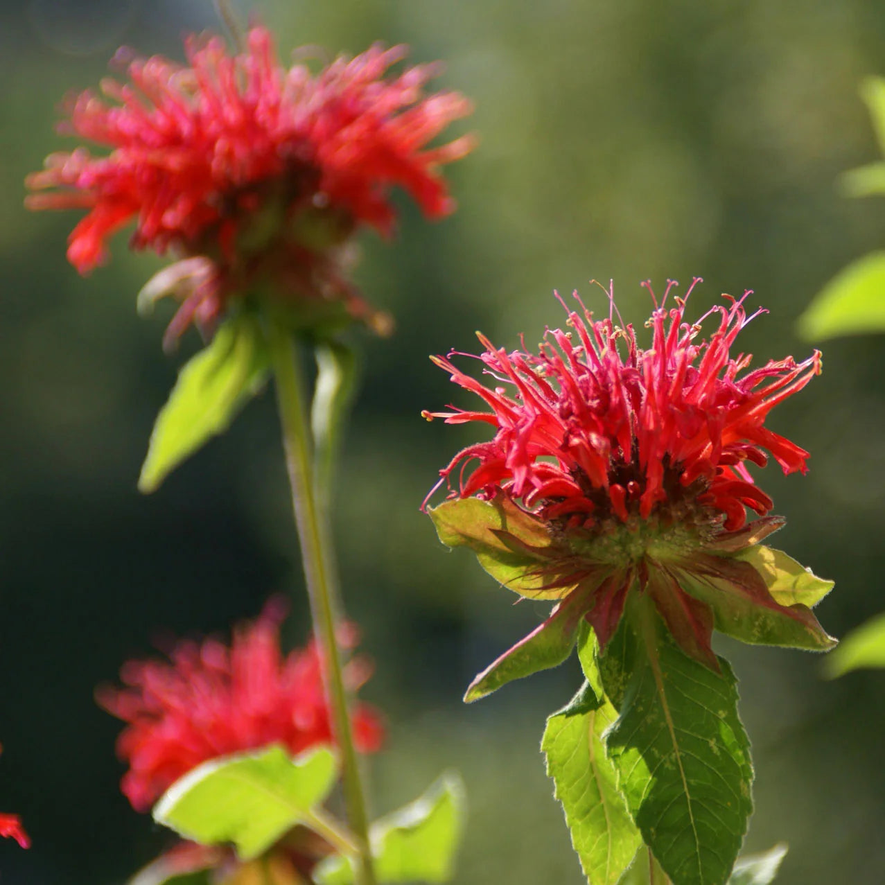 Panorama Red Shades Monarda Seeds