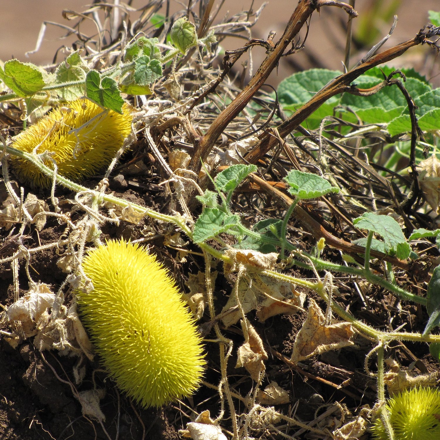 Cucumis Dipsaceus Seeds - Hardy and Uncommon Fruits for Specialty Gardening