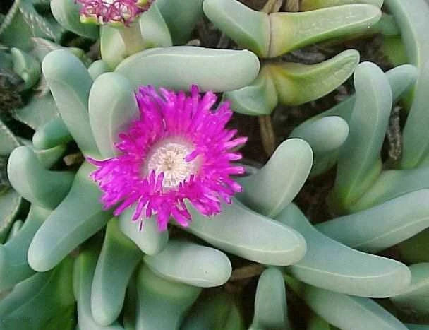 Pink Argyroderma Plant Seeds for Planting - 100