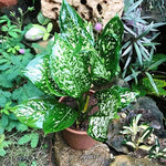 Green Sansevieria Plant Seeds for Planting NON GMO Seeds Dhara Seeds