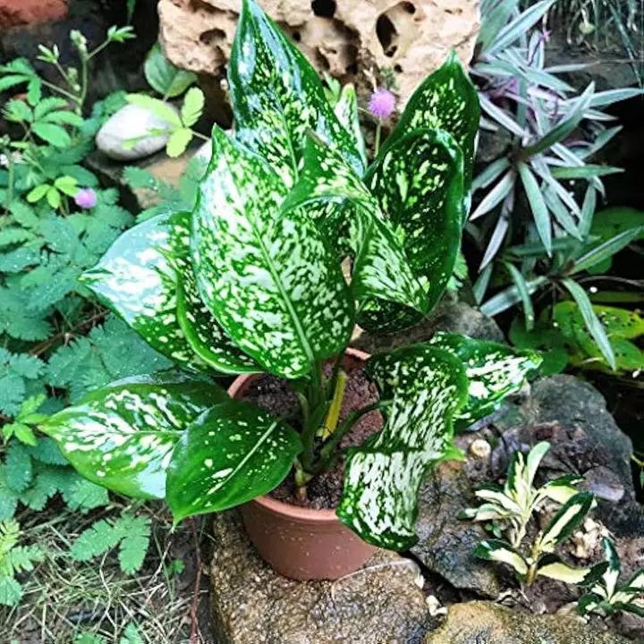 Green Sansevieria Plant Seeds for Planting NON GMO Seeds Dhara Seeds