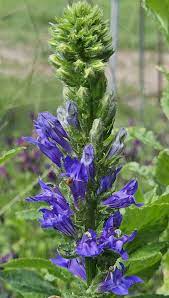 Blue Cardinal Flower Seeds for Planting - 100