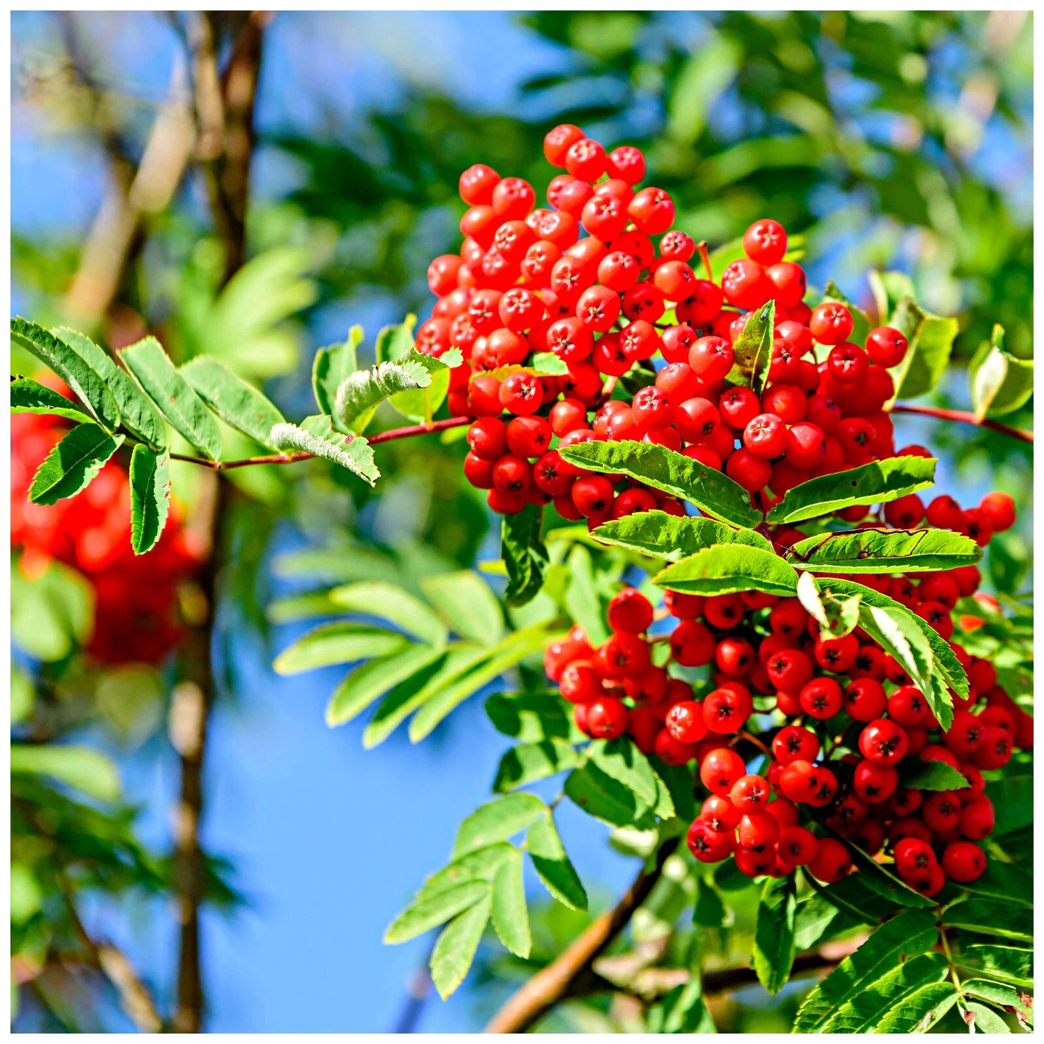 Red Sorbus Sibirica Fruit Seeds - Hardy and Beautiful Fruit for Your Garden
