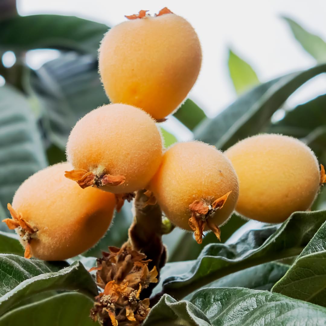 Tanaka Loquat Tree Seeds for Planting - Hardy Fruit Production, Real and Rare Heirloom Fruit Seeds for Home Garden