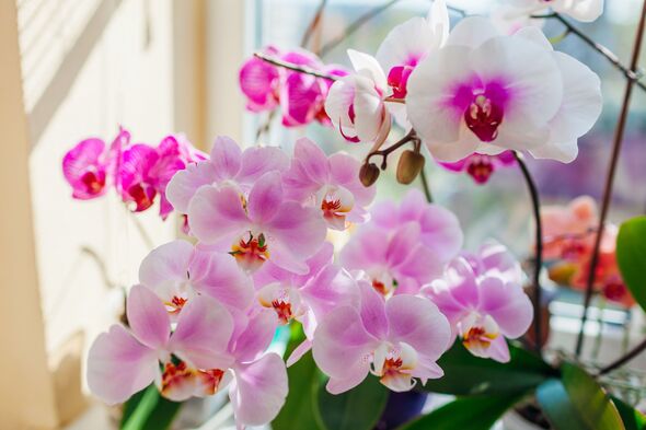 White Violet Butterfly Orchid Seeds for Planting | Organic, Heirloom, Non-GMO Flowers