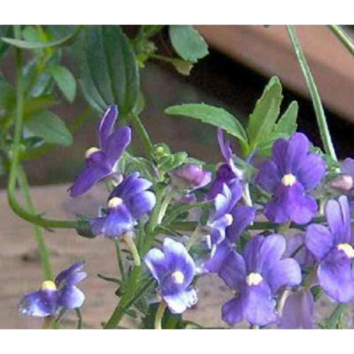 Fairy Mirror Blue Gem Flower Seeds for Planting - 100