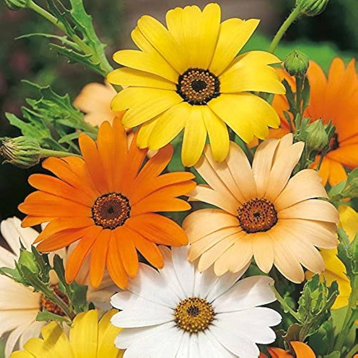 Heirloom Dimorphotheca Flower Seeds for Planting, Non-GMO