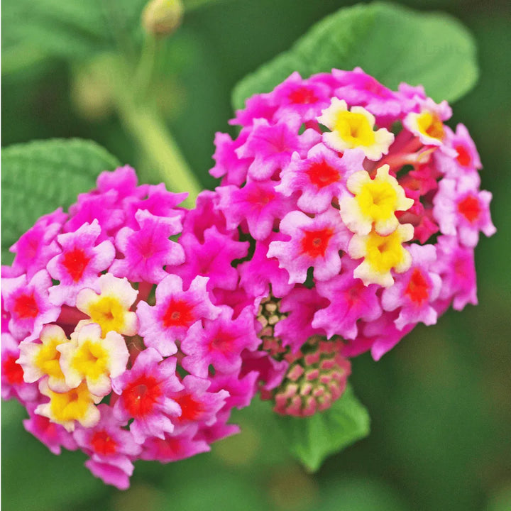 Heirloom Non-GMO Pink Lantana Flower Seeds for Butterfly Gardens and Colorful Outdoor Planting