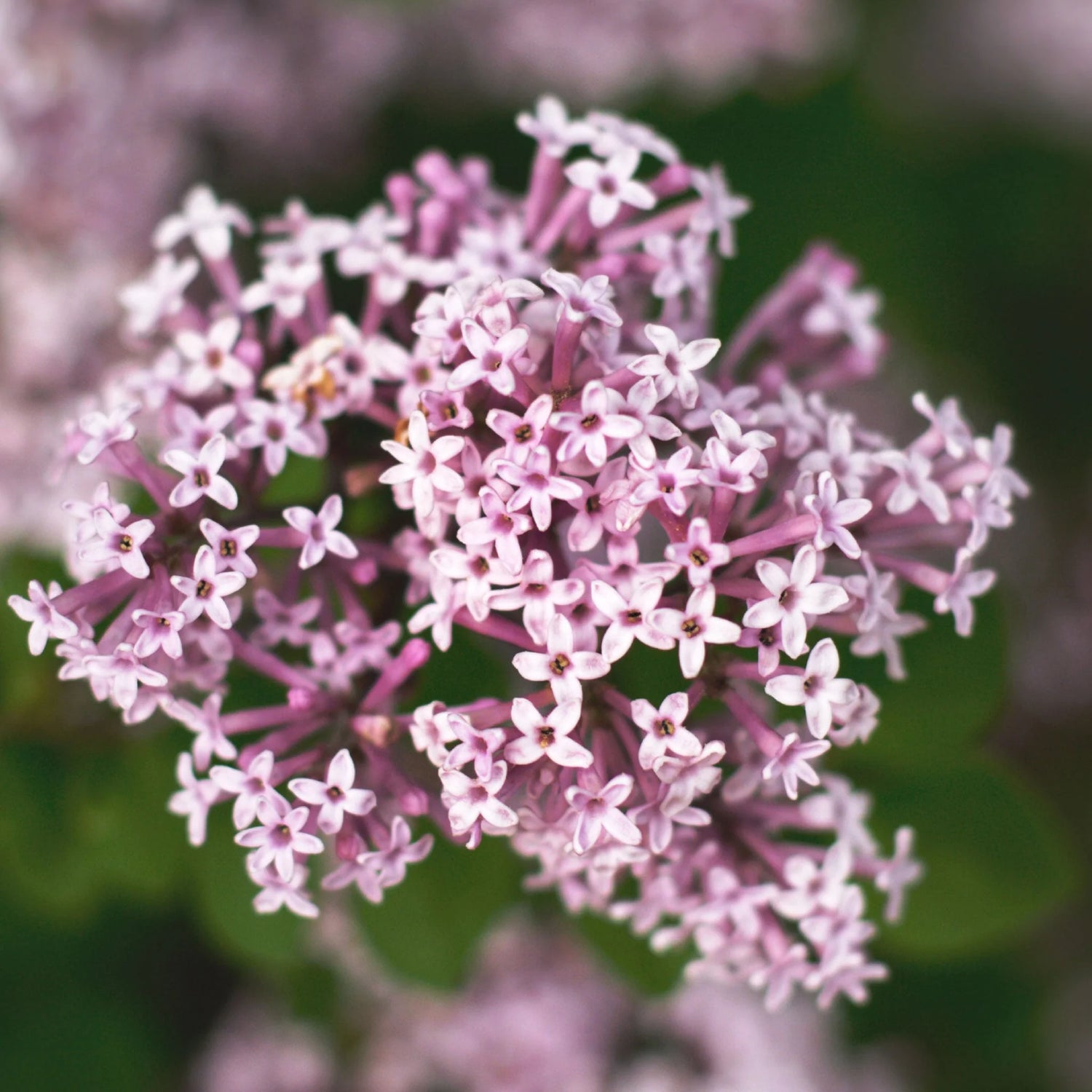 Bulk Valerian Seeds