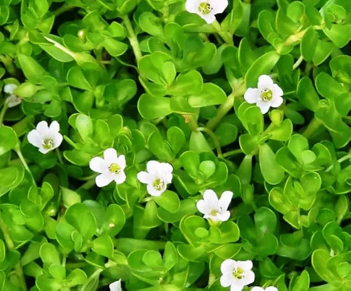 Bacopa Colgantes Flower Seeds for Planting, 100