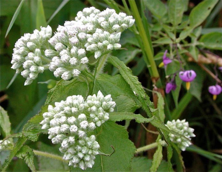 White Boneset (Thoroughwort) Flower Seeds – Non-GMO Heirloom Seeds for Planting