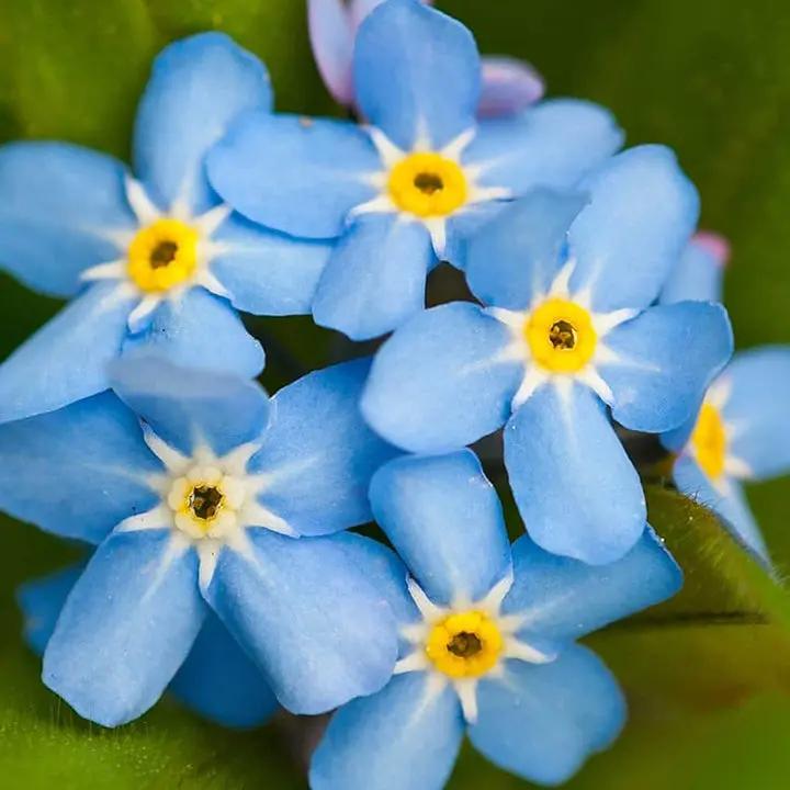 Myosotis Flower Seeds Fresh for Planting NON GMO Seeds Dhara Seeds