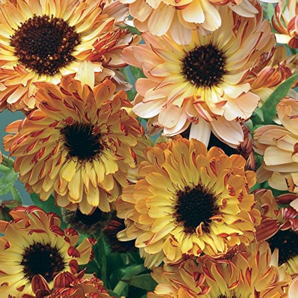 Calendula Seeds - Sunset Mix