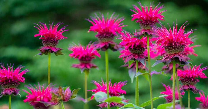 Pink Wild Bergamot Monarda Fistulosa Mintleaf Bee Balm Flower Seeds for Planting
