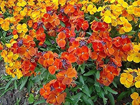 Mixed Cheiranthus Seeds for Planting - NON GMO Seeds Dhara Seeds
