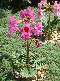 Pink Incarvillea Flower Seeds for Planting, NON GMO Seeds