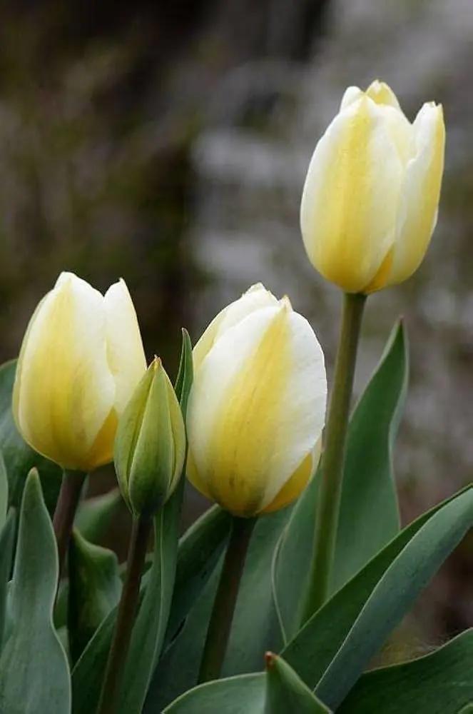 Yellow White Tulip Flower Seeds for Planting – Heirloom, Non-GMO, Beautiful Blooms Dhara Seeds