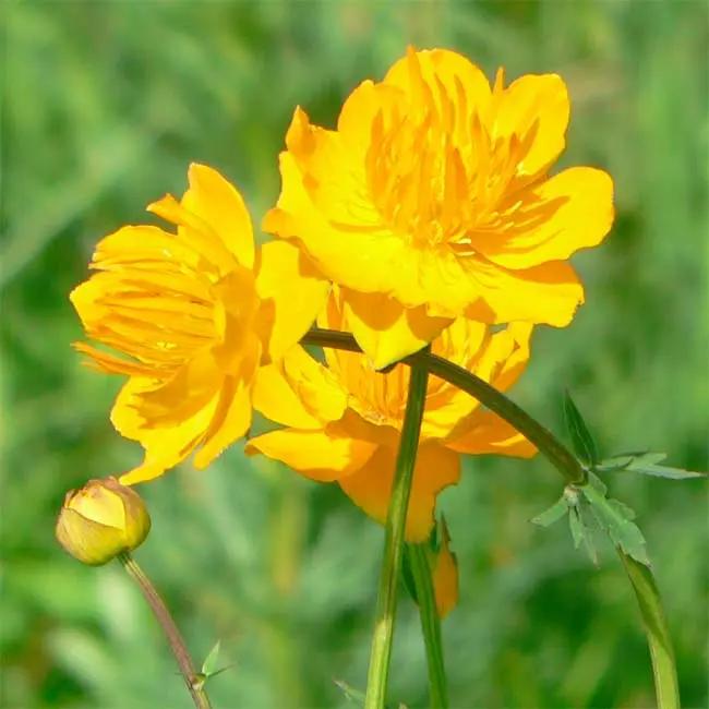 Trollius Flower Seeds for Planting - NON GMO Seeds Dhara Seeds