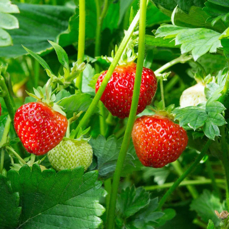 Japanese Hokowase Strawberry Fruit Seeds for Planting - Sweet, Early-Season Harvests, Heoirloom Seeds