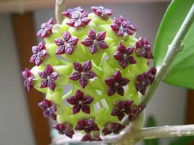 Canossa Flower Seeds for Planting NON GMO Seeds Dhara Seeds