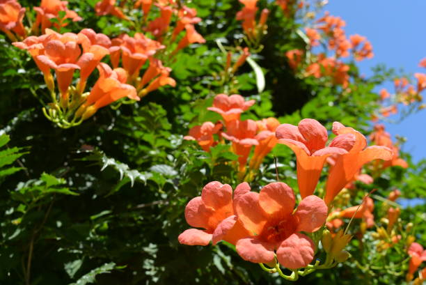 Enredadera Trompetan Flower Seeds for Planting - 100