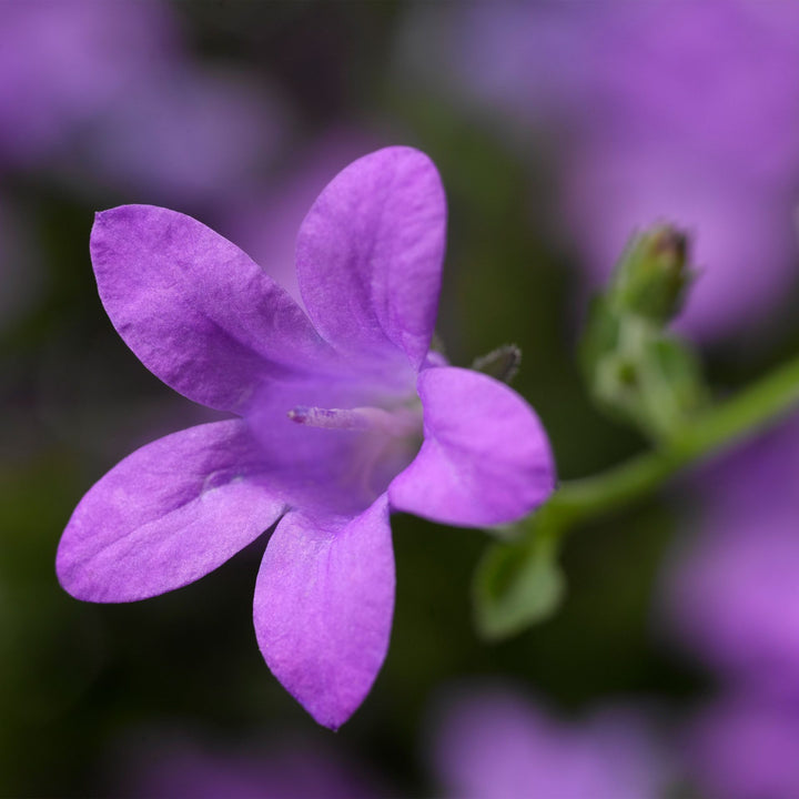 PurplebPortenschlagiana Flower Seeds for Planting - 100