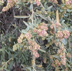 Atriplex Canescens Seeds for Planting - NON GMO Seeds Dhara Seeds