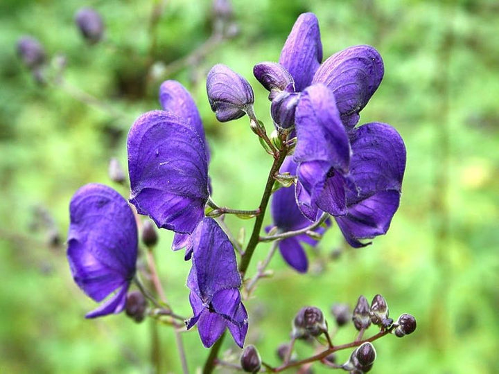 Aconite Flower Seeds for Planting - 100