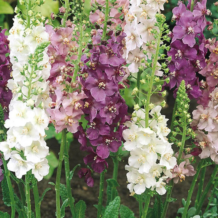 Mixed Verbascum Flower Seeds for Planting, 100